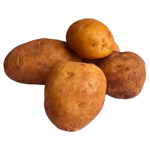 /storage/photos/30/new/40162469_7-fresho-potato-new-crop.jpg